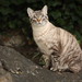 Tabby Sparks Photo 16