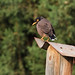 Joe Starling Photo 19