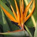 Peter Flora Photo 16