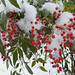 Holly Berry Photo 11