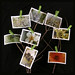 Sara Forman Photo 29
