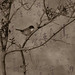 Sylvia Hopkins Photo 21