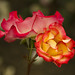 Betty Rose Photo 15