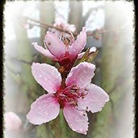 Linda Redmond Photo 20