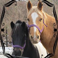 Lisa Boyles Photo 7