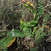 Rosemary Marin Photo 7