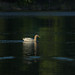 Ernie Short Photo 6