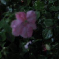 Darlene Mills Photo 15