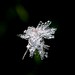 Judith Frost Photo 16