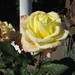 Rose Arrowood Photo 5