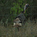 Tom Kinney Photo 22