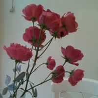 Wong Po Photo 19