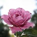 Debra Rose Photo 36