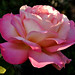 Rose Conner Photo 6