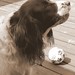 Marlin Springer Photo 7