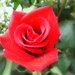 Rose Simmons Photo 28