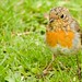 Robin Short Photo 39