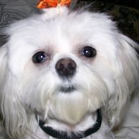 Debra Nichols Photo 29