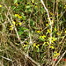 Susan Maier Photo 21