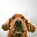 Sammy Short Photo 16