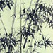 Yin Ho Photo 28
