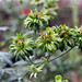Rose Green Photo 13