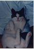 David Sommers Photo 17