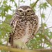 Robert Burrows Photo 34