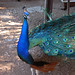 Debbie Peacock Photo 24