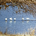 Kenneth Swan Photo 18