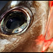 Deborah Fish Photo 16