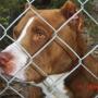 Allen Pitts Photo 28
