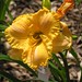 Sherry Carr Photo 24