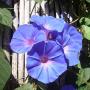 Billy Ward Photo 14