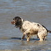 Glen Springer Photo 14