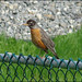 Robin Stone Photo 16