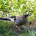 Jay Hare Photo 19