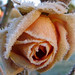 Rose Platt Photo 17