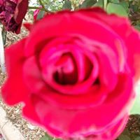 Margaret Dailey Photo 24