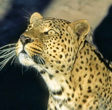 Arvindkumar Patel Photo 8