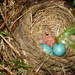 Robin Fix Photo 13
