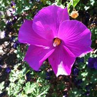Connie Cullen Photo 25