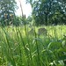 Wayland Long Photo 2