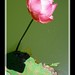 Terrance Flowers Photo 13