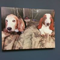 Debra Macdonald Photo 27