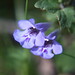 Roberta Gill Photo 15