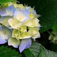 Martha Ross Photo 41