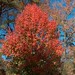 Ronald Coker Photo 16