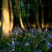Adam Woods Photo 20