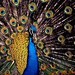 Don Peacock Photo 14
